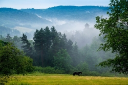 słona