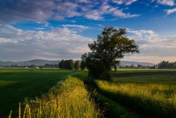 wesołów